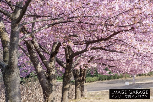 秦野戸川公園の河津桜のフリー写真素材（無料）