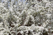 枝一杯に真っ白な花を咲かせるユキヤナギ