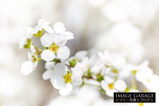 ユキヤナギの花のアップのフリー画像（無料写真素材）