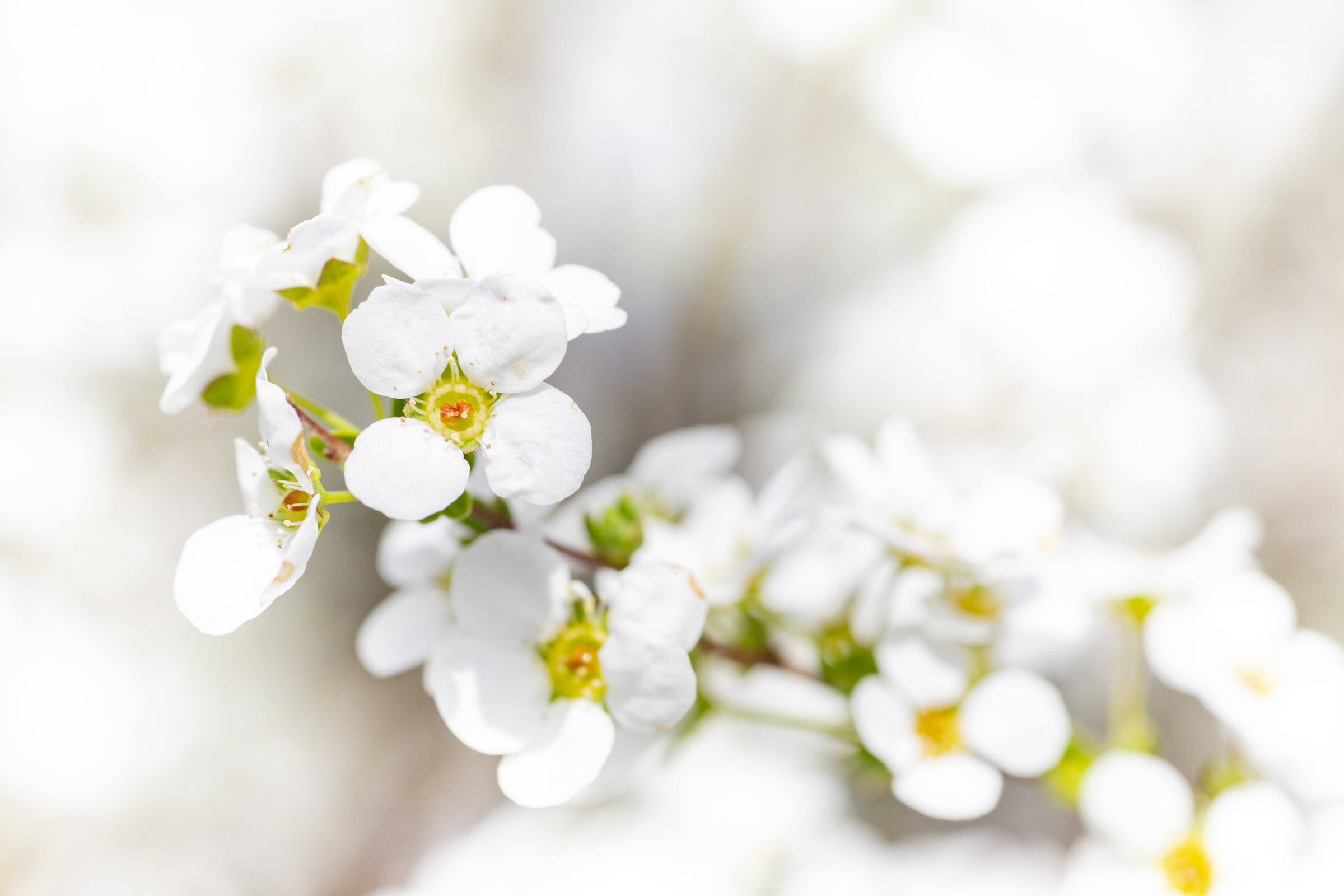 ユキヤナギの花のアップ フリー写真有 イメージガレージ