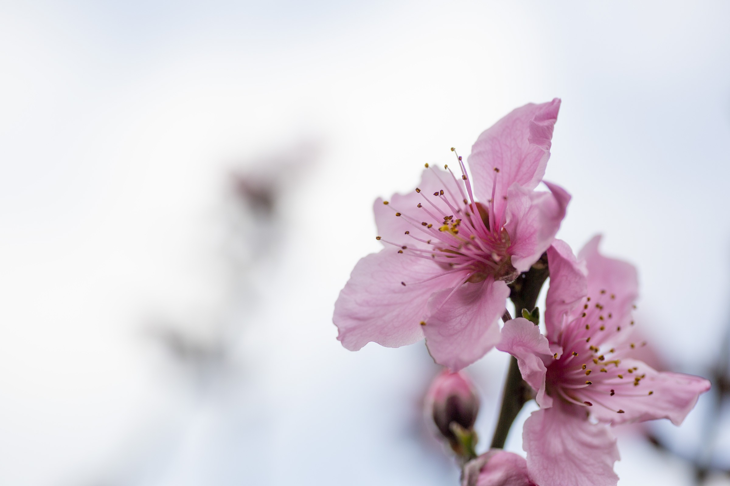 ピンク色の桃の花 桜や梅との違いも フリー写真有