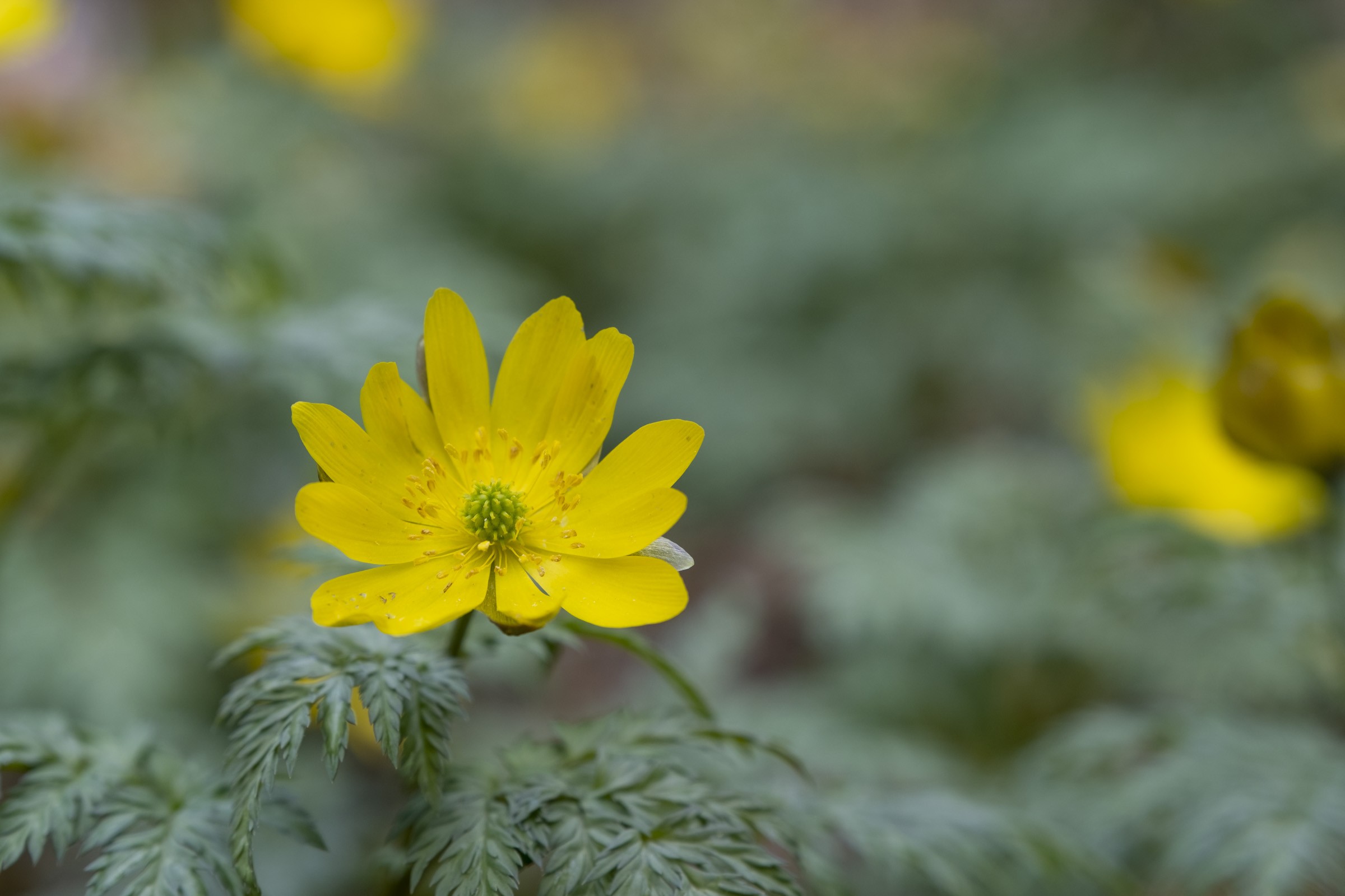 早春に黄色い花を咲かせる福寿草 フリー写真有 イメージガレージ