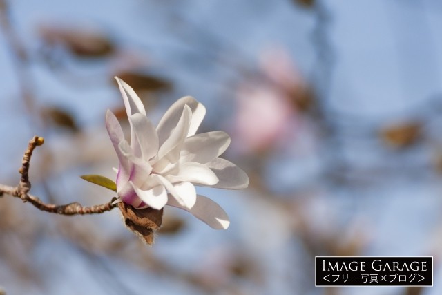 白く愛らしいこぶしの花 のフリー写真素材（無料）