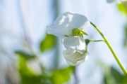 白いグリーンピースの花