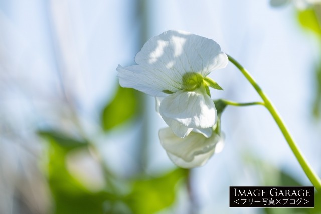 白いグリーンピースの花のフリー画像（無料写真素材）