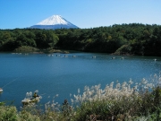 精進湖のヘラブナ釣りと富士山