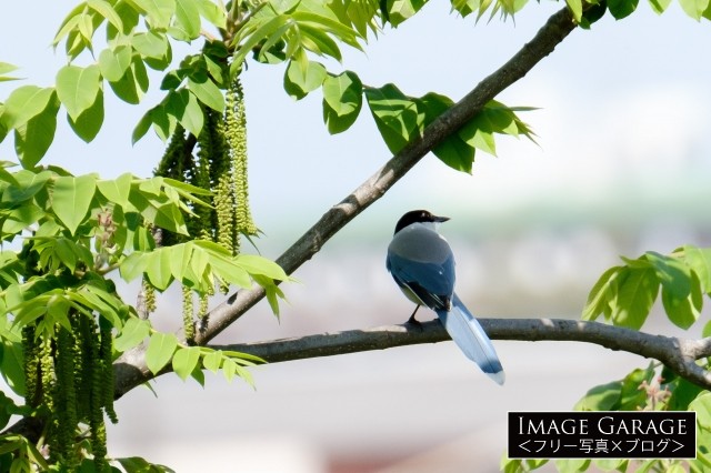 オナガ・ブルーグレーの羽根が綺麗な鳥のフリー写真素材