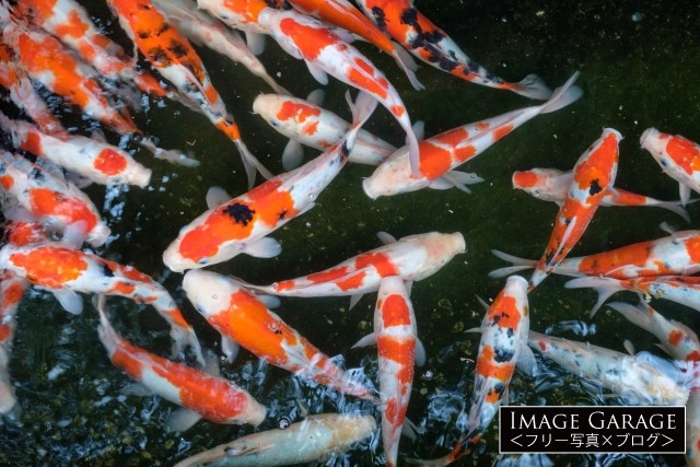 池で泳ぐ錦鯉のフリー写真素材