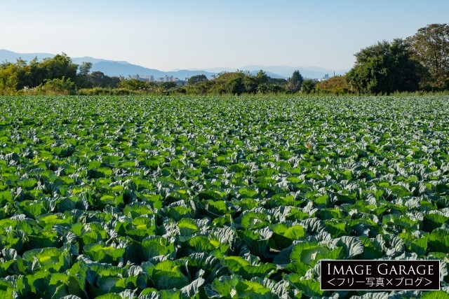 上川井農業専用地区のキャベツ畑のフリー画像（無料写真素材）