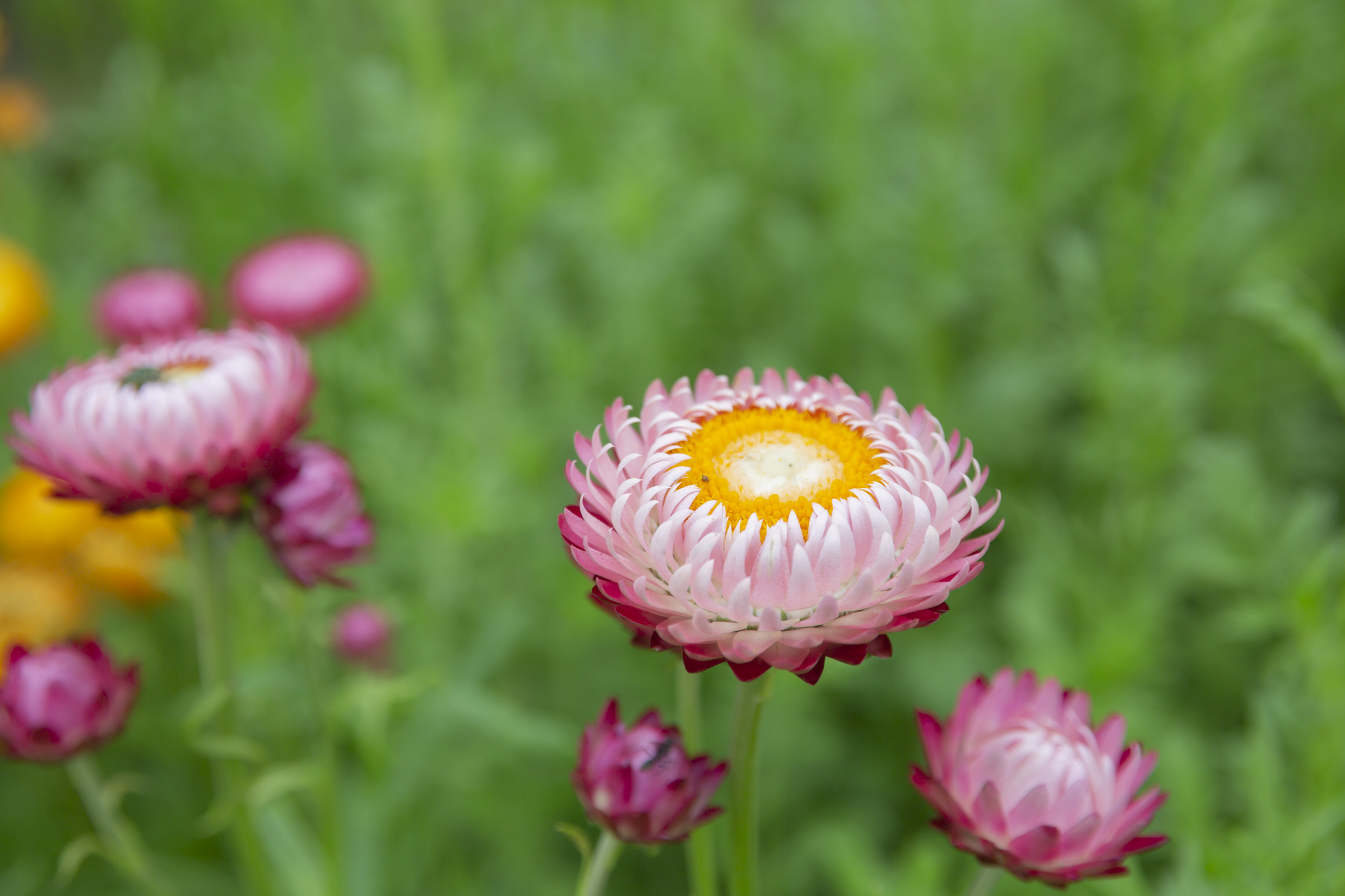 ムギワラギク ドライフラワーも楽しめる花 フリー写真有