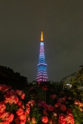 5月空色の東京タワーとバラ