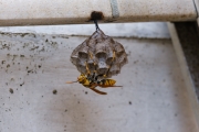 アシナガバチと巣
