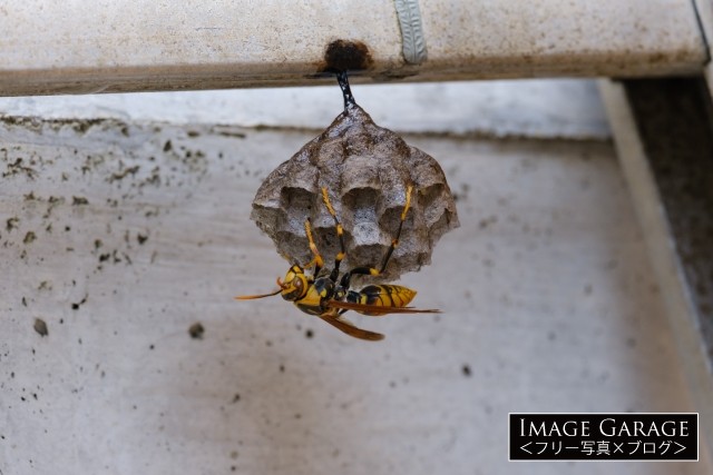 アシナガバチと巣のフリー写真素材
