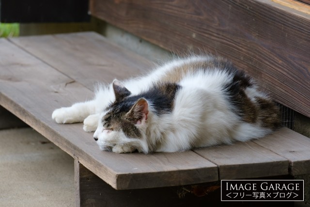 外でお昼寝するモフモフの猫のフリー画像