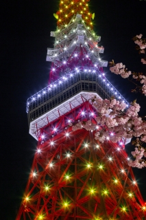 新緑色（4月）の東京タワーと桜のコラボ