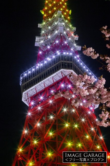 新緑色（4月）の東京タワーと桜のコラボのフリー写真素材（無料画像）