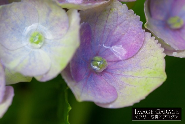 アジサイの花のアップのフリー写真素材 イメージガレージ