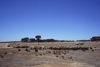 オーストラリアの羊牧場