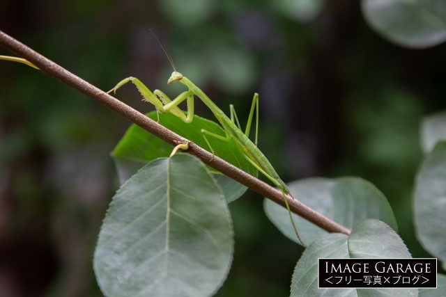 木の枝を歩くカマキリのフリー写真素材（無料画像）