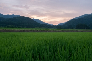 福島県の水田と山なみ