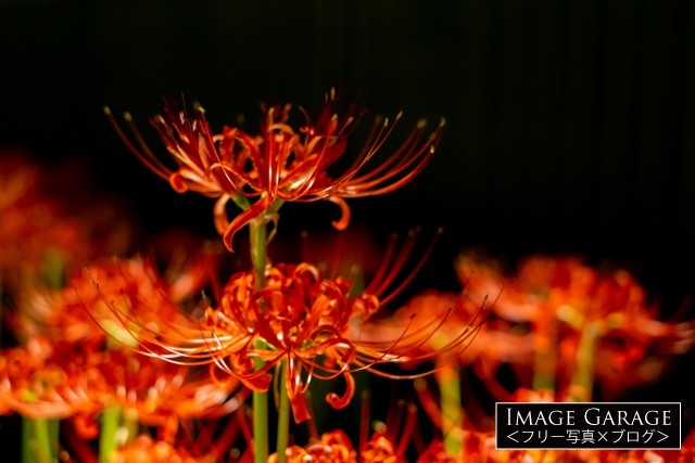 ライトアップされた赤い彼岸花のフリー写真素材（無料画像）