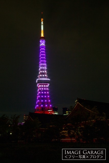増上寺会館越しの紫色の東京タワーの夜景のフリー写真素材（無料画像）