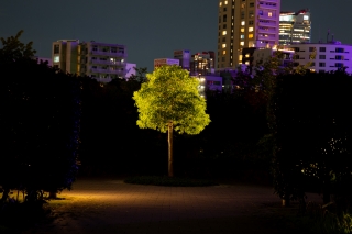 夜の公園でライトアップされた木