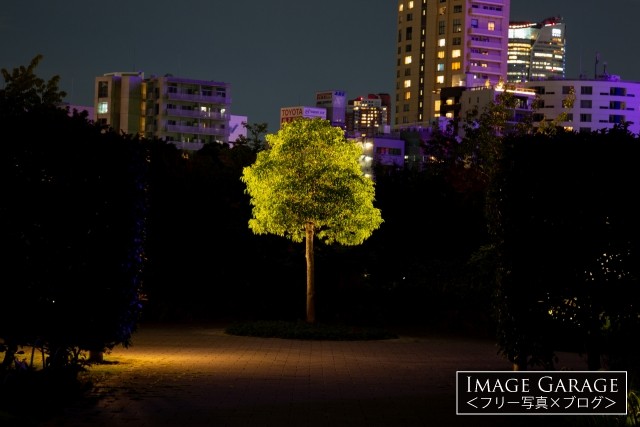 夜の公園で光る木