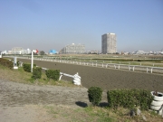 川崎競馬の練習馬場