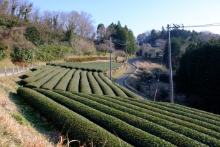 茶畑（神奈川松田町）