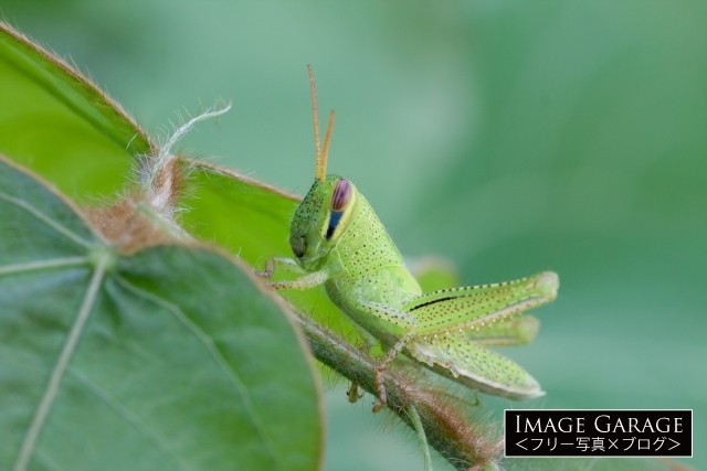 ツチイナゴの幼虫のフリー写真素材（無料画像）