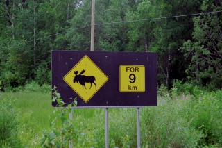 動物注意の道路標識（ヘラジカ・ムース）
