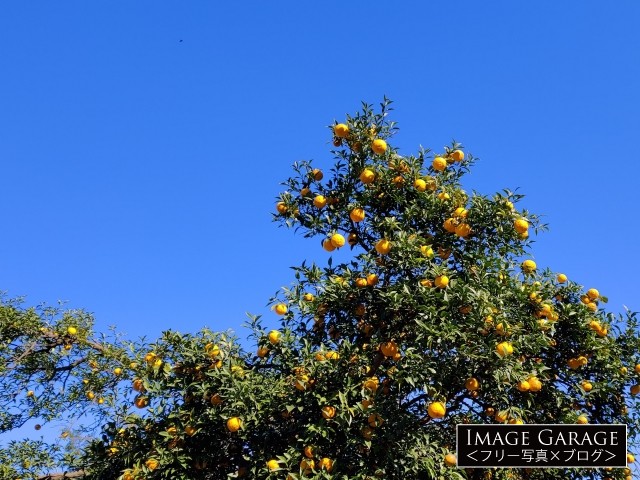 本柚子の木のフリー画像（無料写真素材）