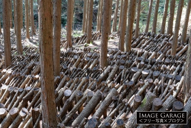 椎茸のホダ場（原木栽培）のフリー写真素材（無料画像）