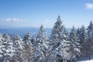 雪のかぶった木々と山々の風景