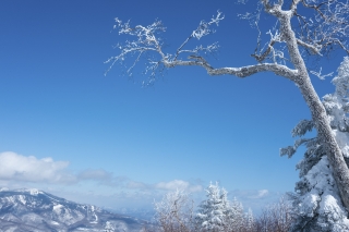 青空と雪を纏った白い木