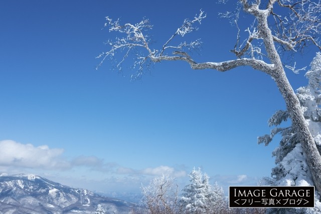 青空と雪を纏った白い木のフリー写真素材（無料画像）