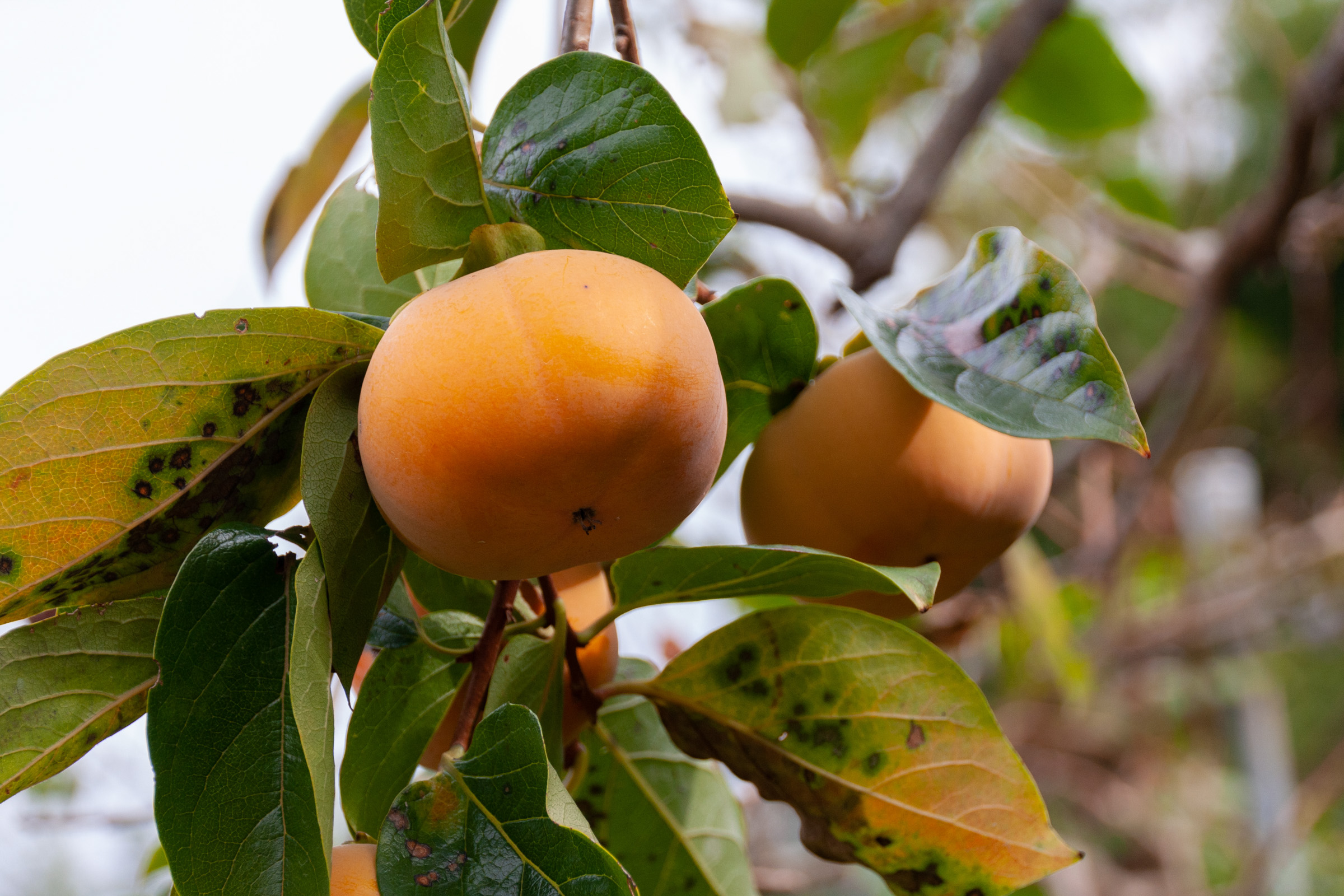 木になっている柿のフリー写真素材 イメージガレージ