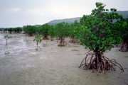 西表島・船浦湾の干潟のマングローブ林