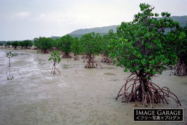 表島の干潟とマングローブ林のフリー写真素材（無料画像）