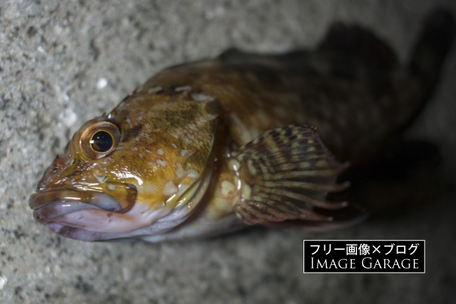 東京湾のカサゴのフリー写真素材（無料画像）