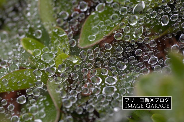 生け垣の蜘蛛の巣についた水滴のフリー写真素材（無料画像）
