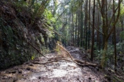 台風被害後の倒木のある林道