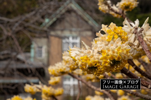 ミツマタの花と洋館のフリー写真素材（無料画像）