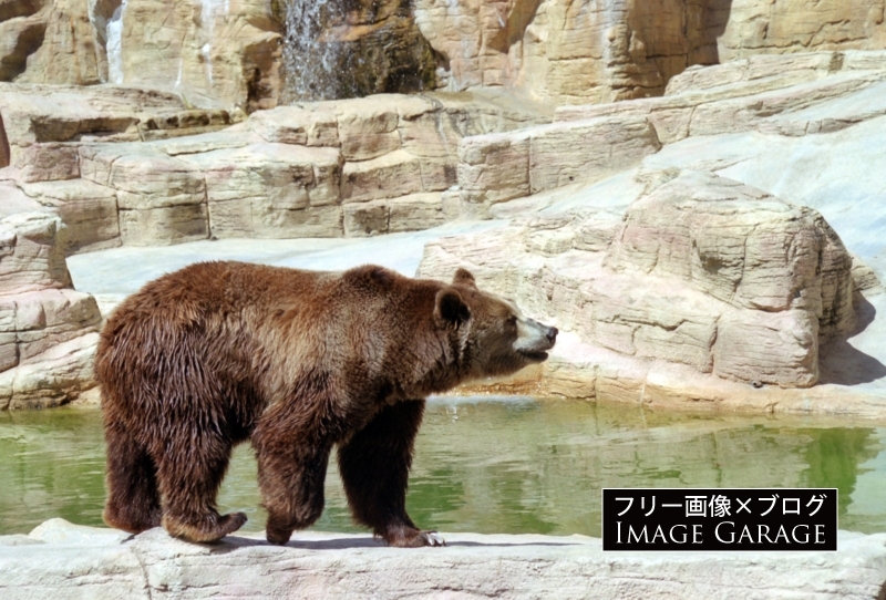 ハイイログマ（アッシナボイン・パーク動物園）のフリー写真素材（無料画像）