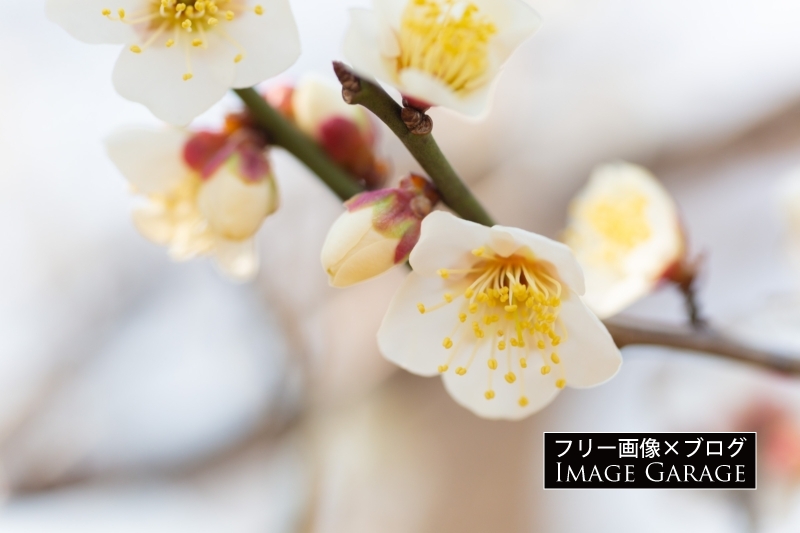 梅の花のフリー写真素材（無料画像）