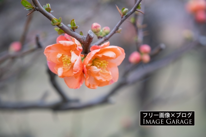 ボケ（木瓜）の花のフリー写真素材（無料画像）