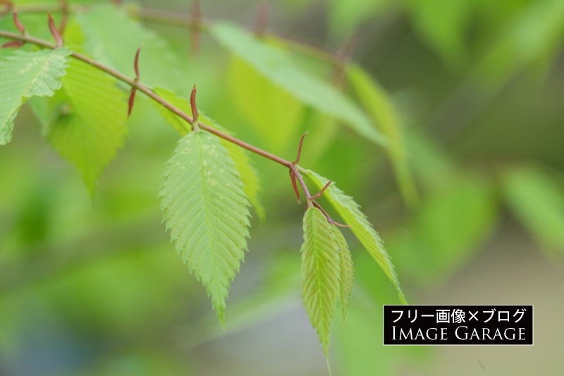 新緑のソロノキ（アカシデ）の葉のフリー写真素材（無料画像）
