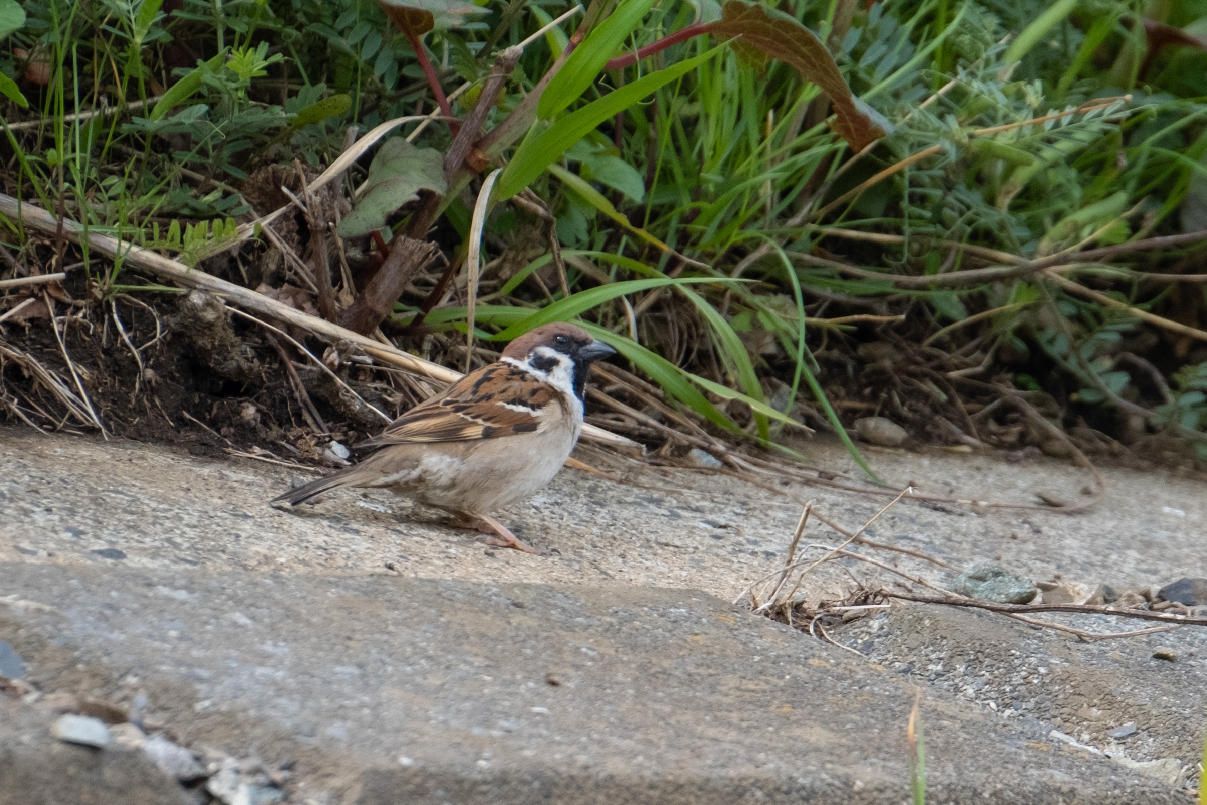 日本人にはもっとも身近な鳥 すずめ フリー写真有 日本人にはもっとも身近な鳥 すずめ フリー写真有