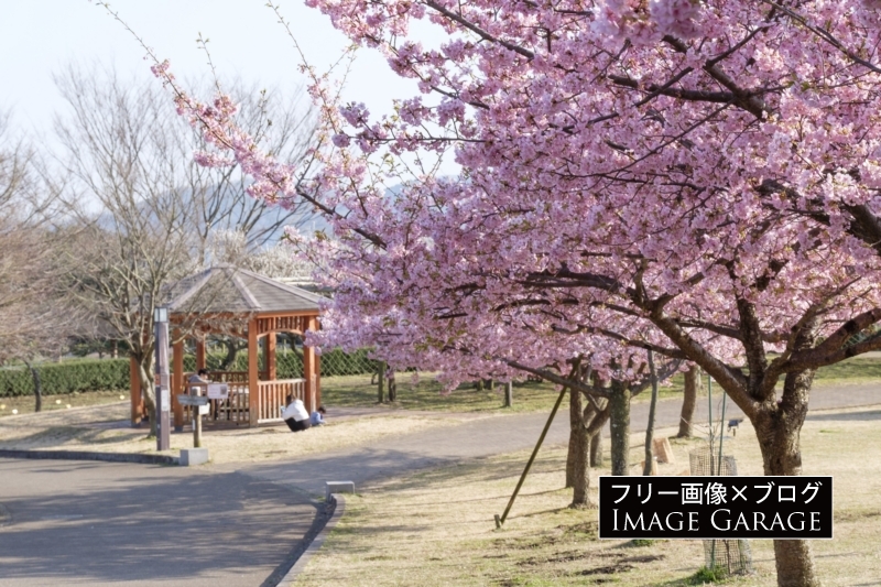 河津桜（秦野戸川公園）のフリー写真素材（無料画像）